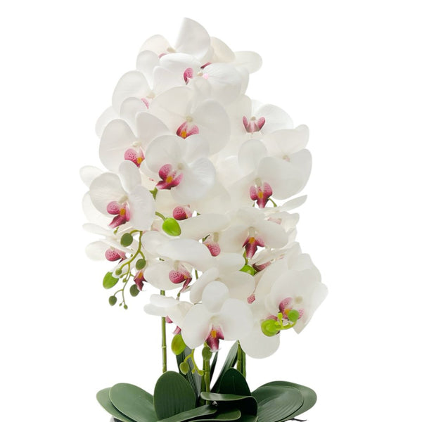 Orquídea Blanca OKIRA