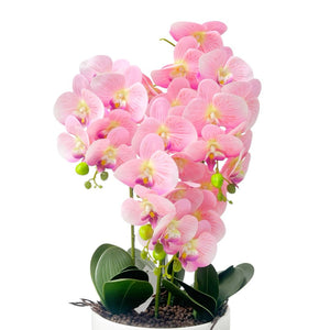 Orquídea ROSADA OKIRA