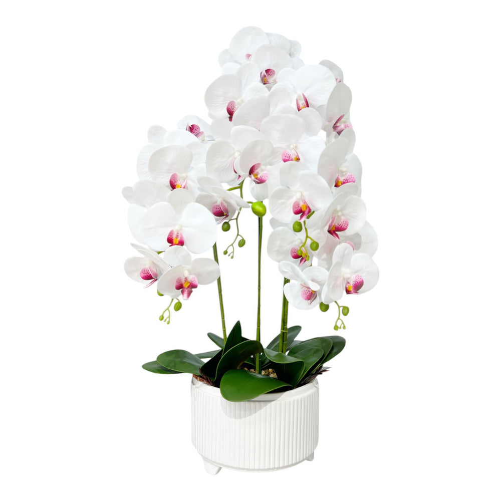 ORQUIDEA ALMA BLANCA F