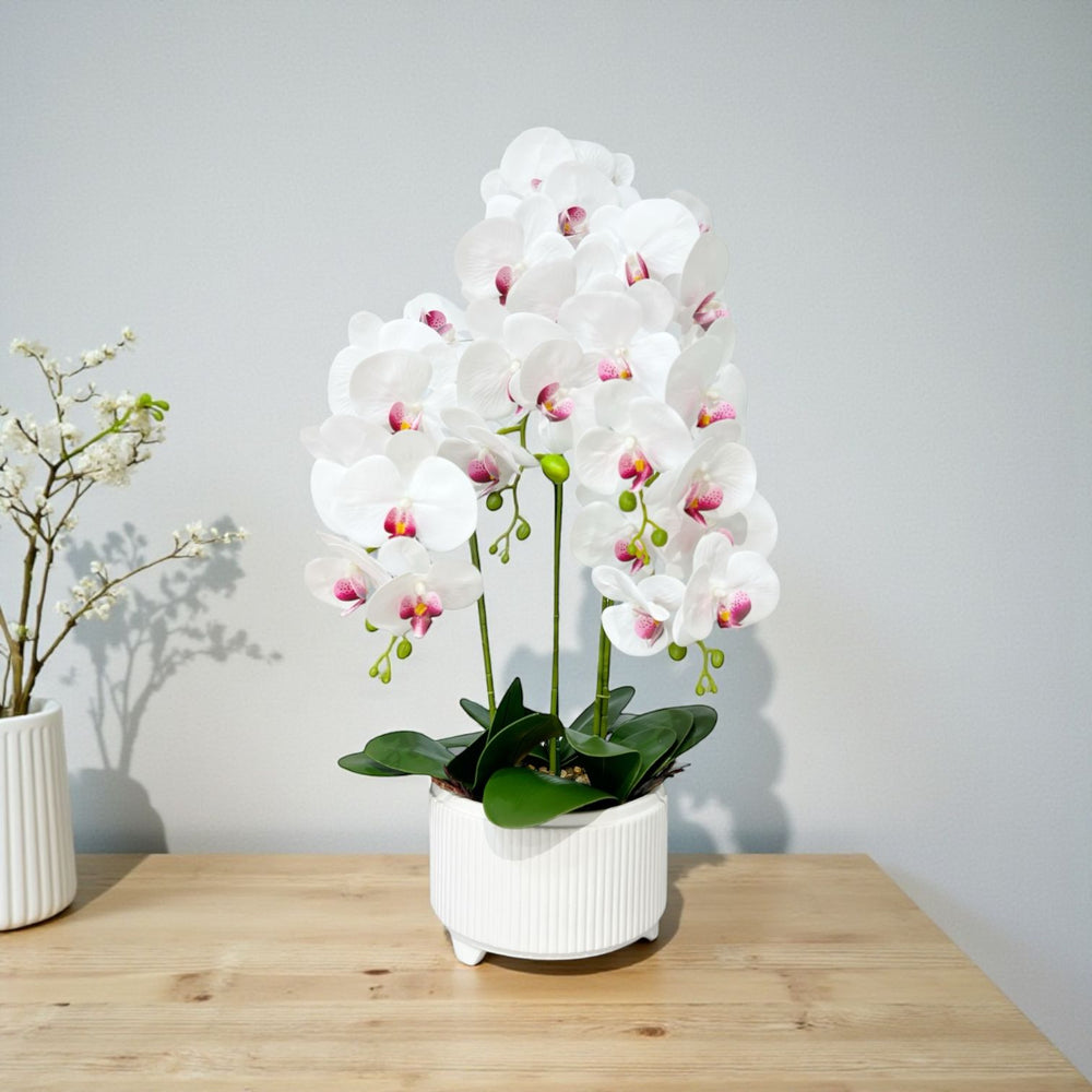 ORQUIDEA ALMA BLANCA F