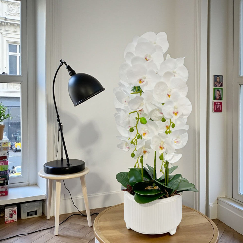 ORQUIDEA ALMA BLANCA A