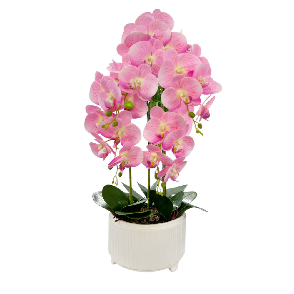 ORQUIDEA ALMA ROSADA