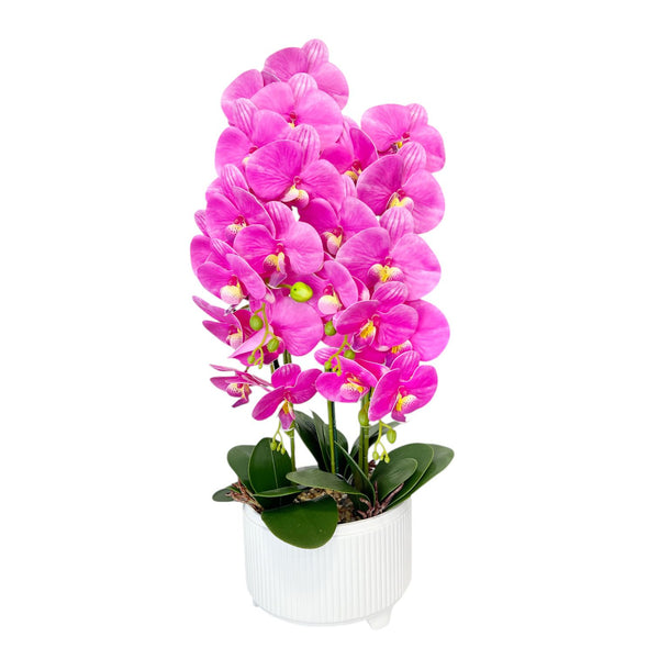 ORQUIDEA ALMA FUCSIA