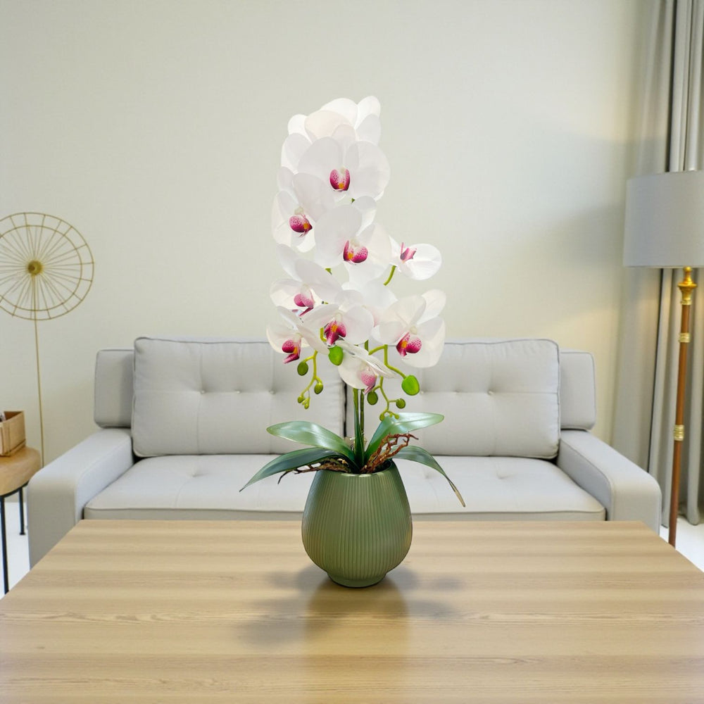 ORQUIDEA NOVA BLANCA F