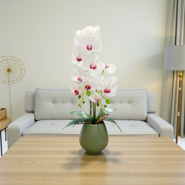 ORQUIDEA NOVA BLANCA F