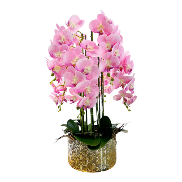 ORQUIDEA SELVA ROSADA