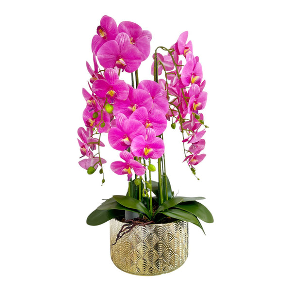 ORQUIDEA SELVA FUCSIA