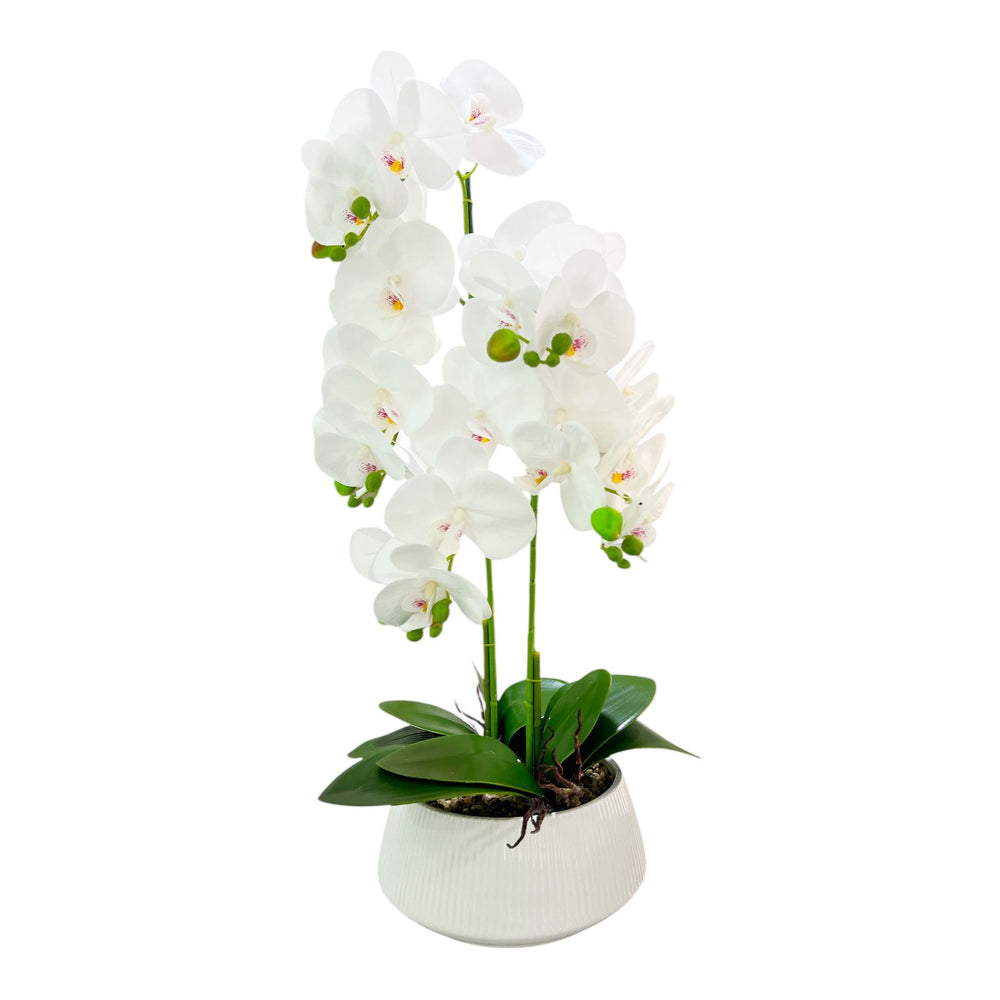ORQUIDEA AURA BLANCA A