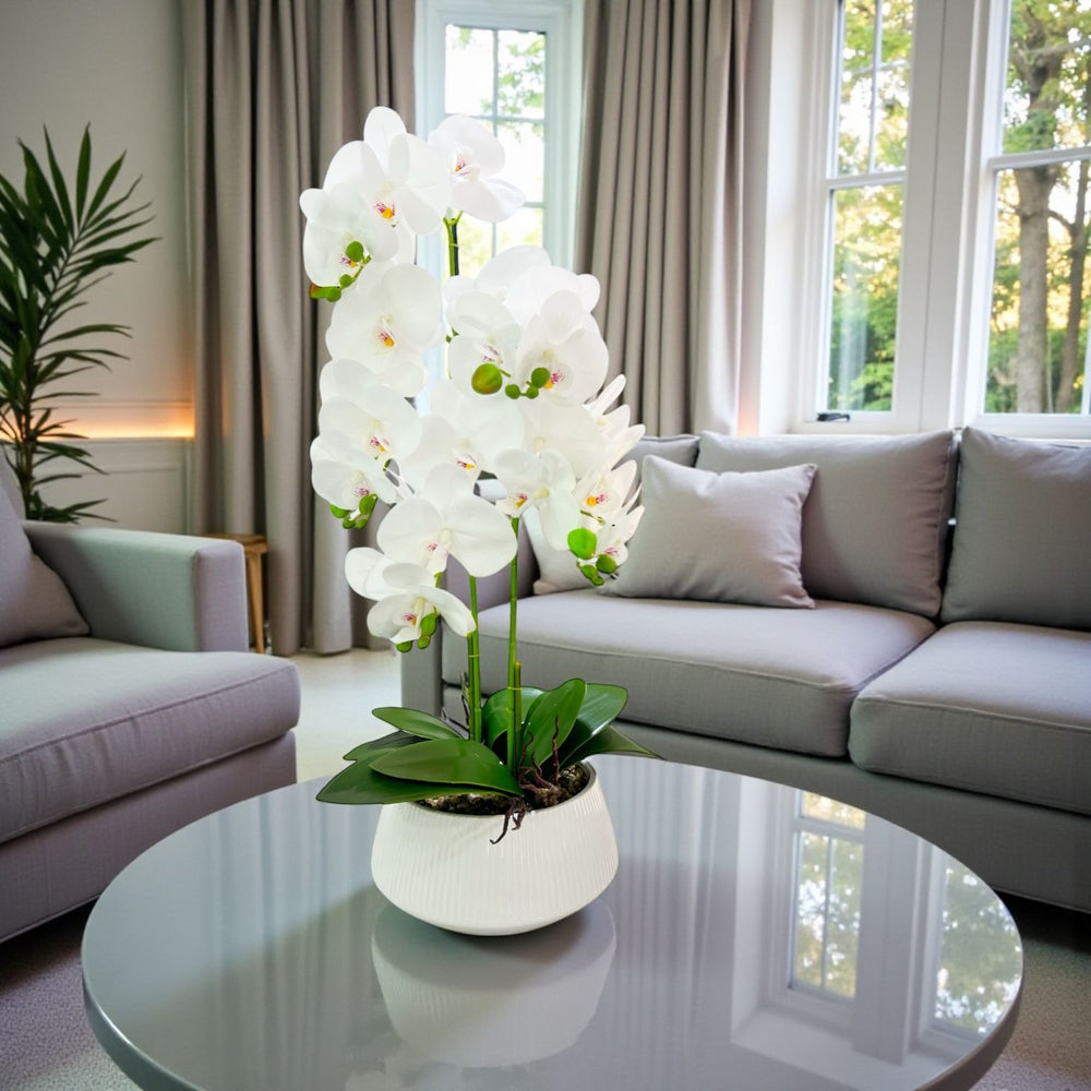 ORQUIDEA AURA BLANCA A