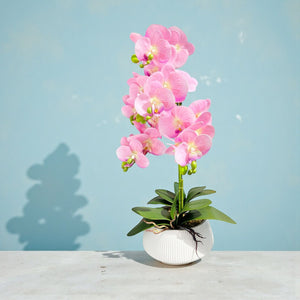 ORQUIDEA AURA ROSADA