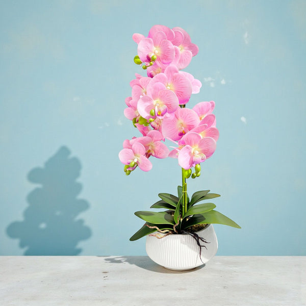 ORQUIDEA AURA ROSADA