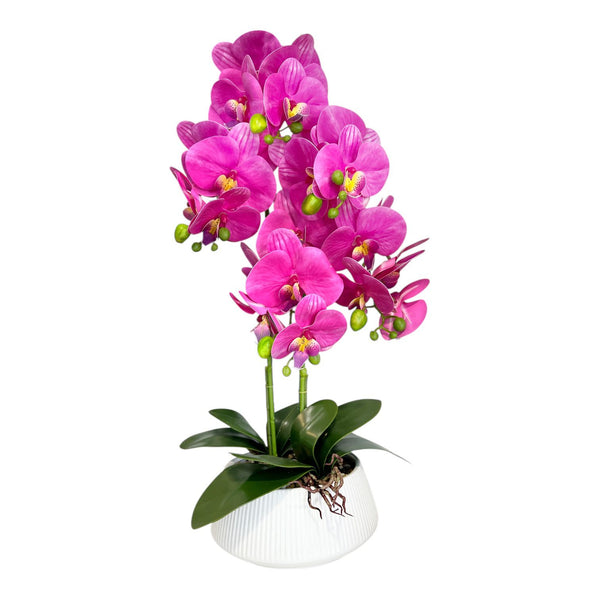 ORQUIDEA AURA FUCSIA