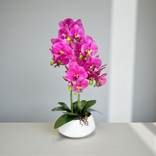 ORQUIDEA AURA FUCSIA