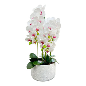 ORQUIDEA OKIRA BLANCA F