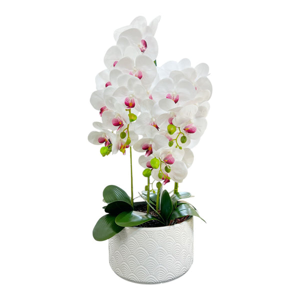 ORQUIDEA OKIRA BLANCA F