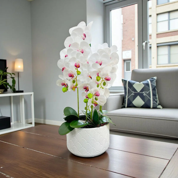 Orquidea Blanca Morado LLUVIA