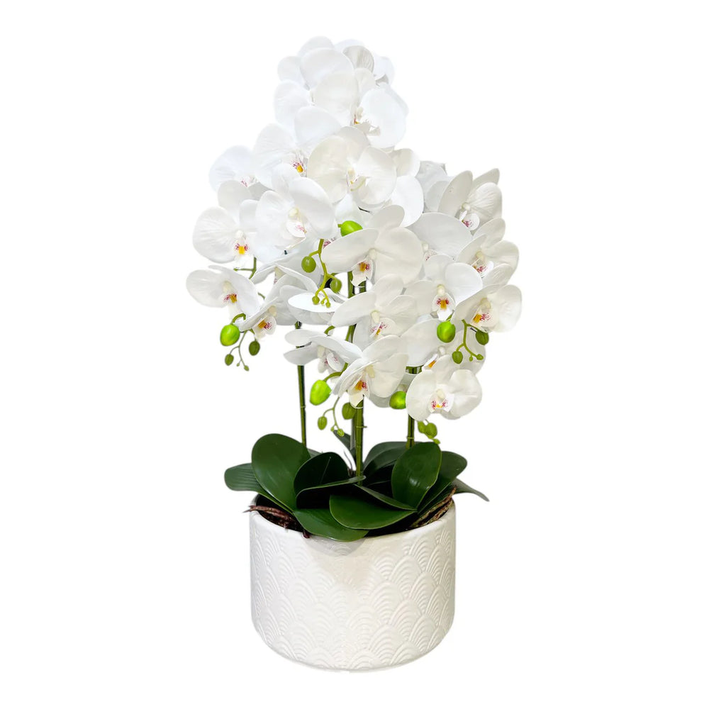 Orquidea Blanca LLUVIA