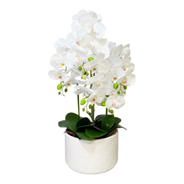 Orquidea Blanca LLUVIA