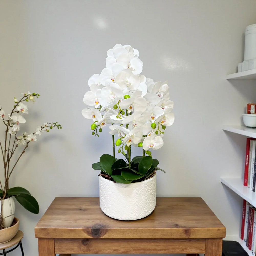 Orquidea Blanca LLUVIA