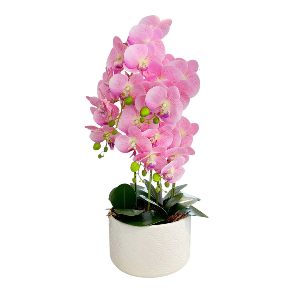 Orquidea Rosada LLUVIA