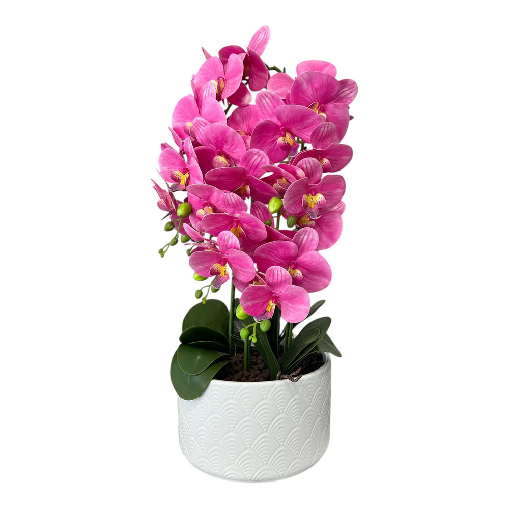 Orquidea Fucsia LLUVIA