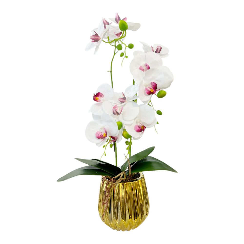 ORQUIDEA IKAI BLANCA F