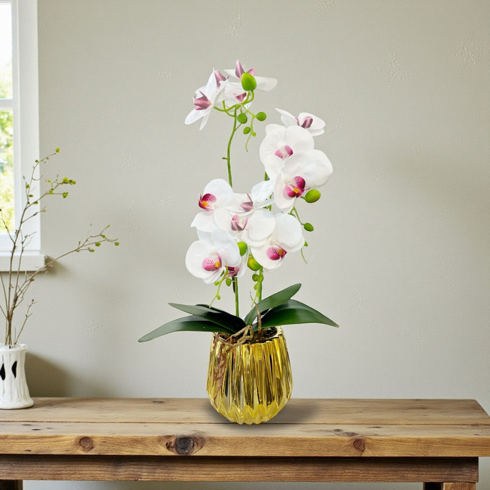 ORQUIDEA IKAI BLANCA F