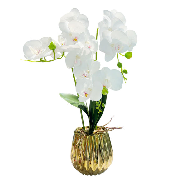 ORQUIDEA IKAI BLANCA A