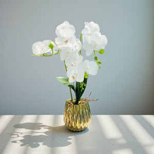 ORQUIDEA IKAI BLANCA A