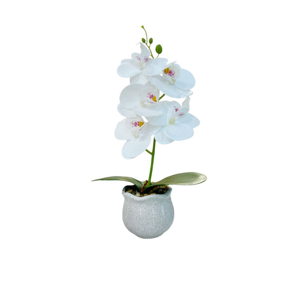 ORQUIDEA VORA BLANCA A
