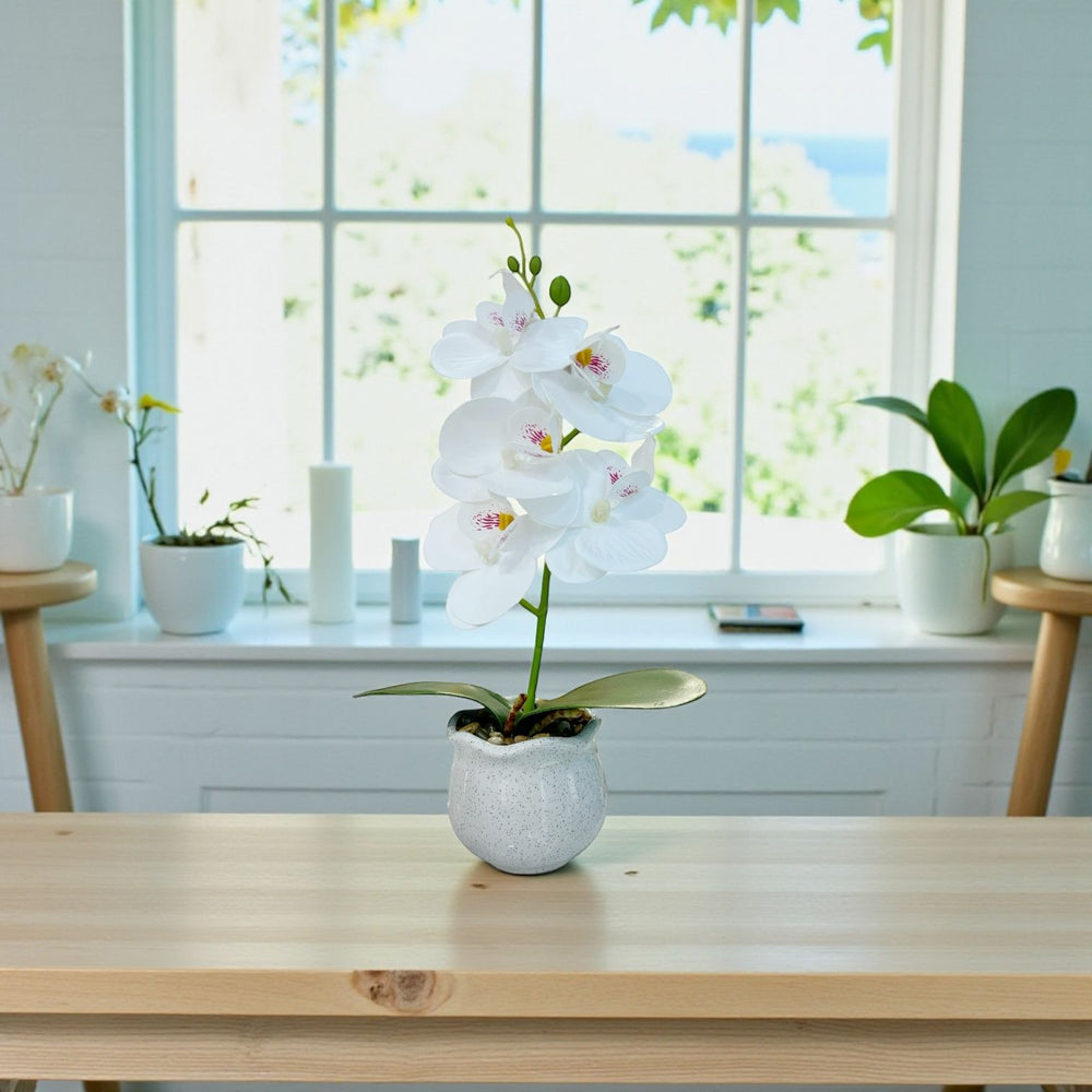 ORQUIDEA VORA BLANCA A