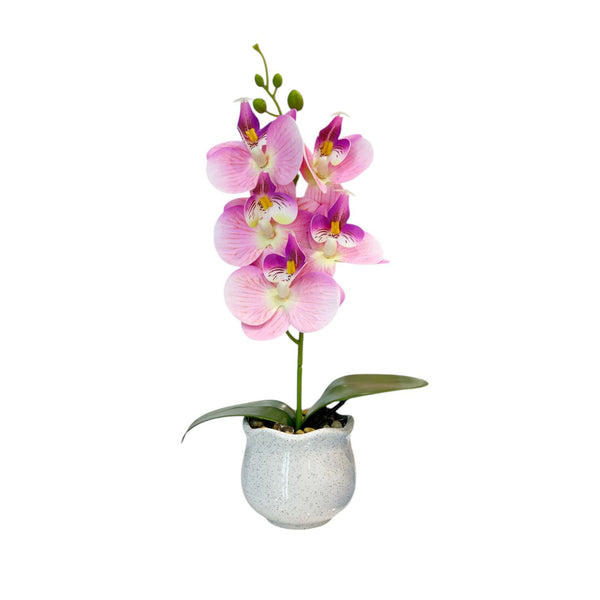 ORQUIDEA VORA ROSADA