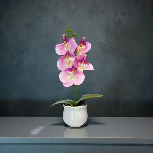 ORQUIDEA VORA ROSADA