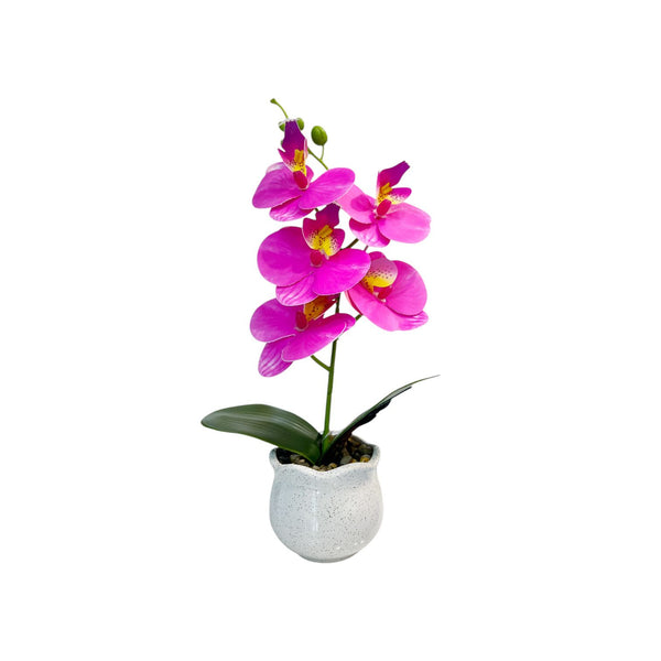 ORQUIDEA VORA FUCSIA