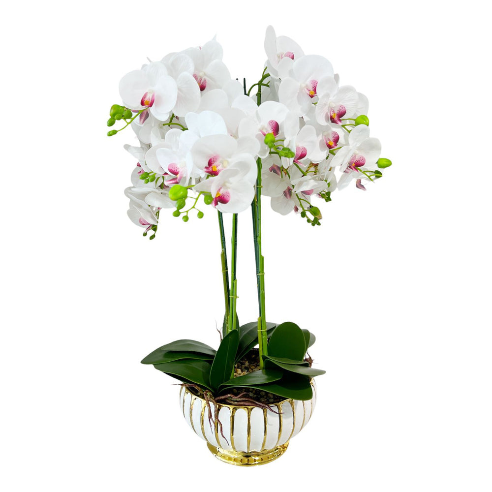 ORQUIDEA LUMA BLANCA F