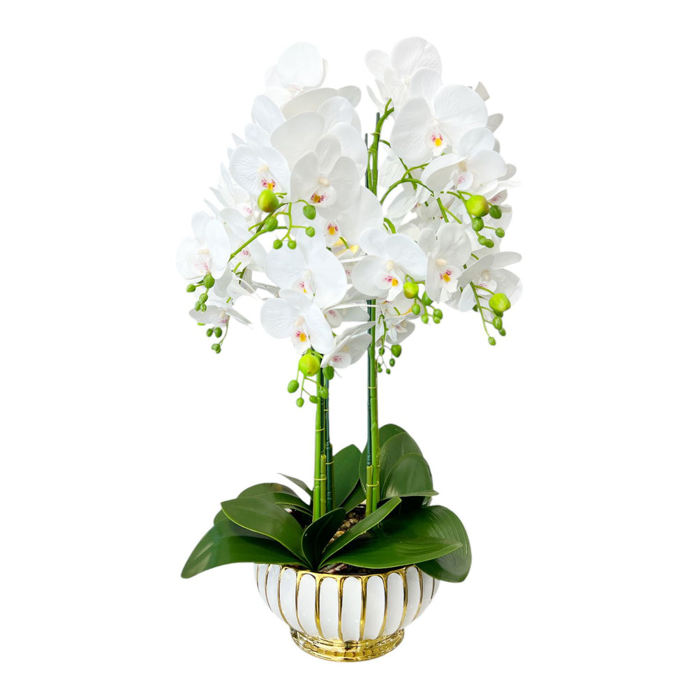 ORQUIDEA LUMA BLANCA A