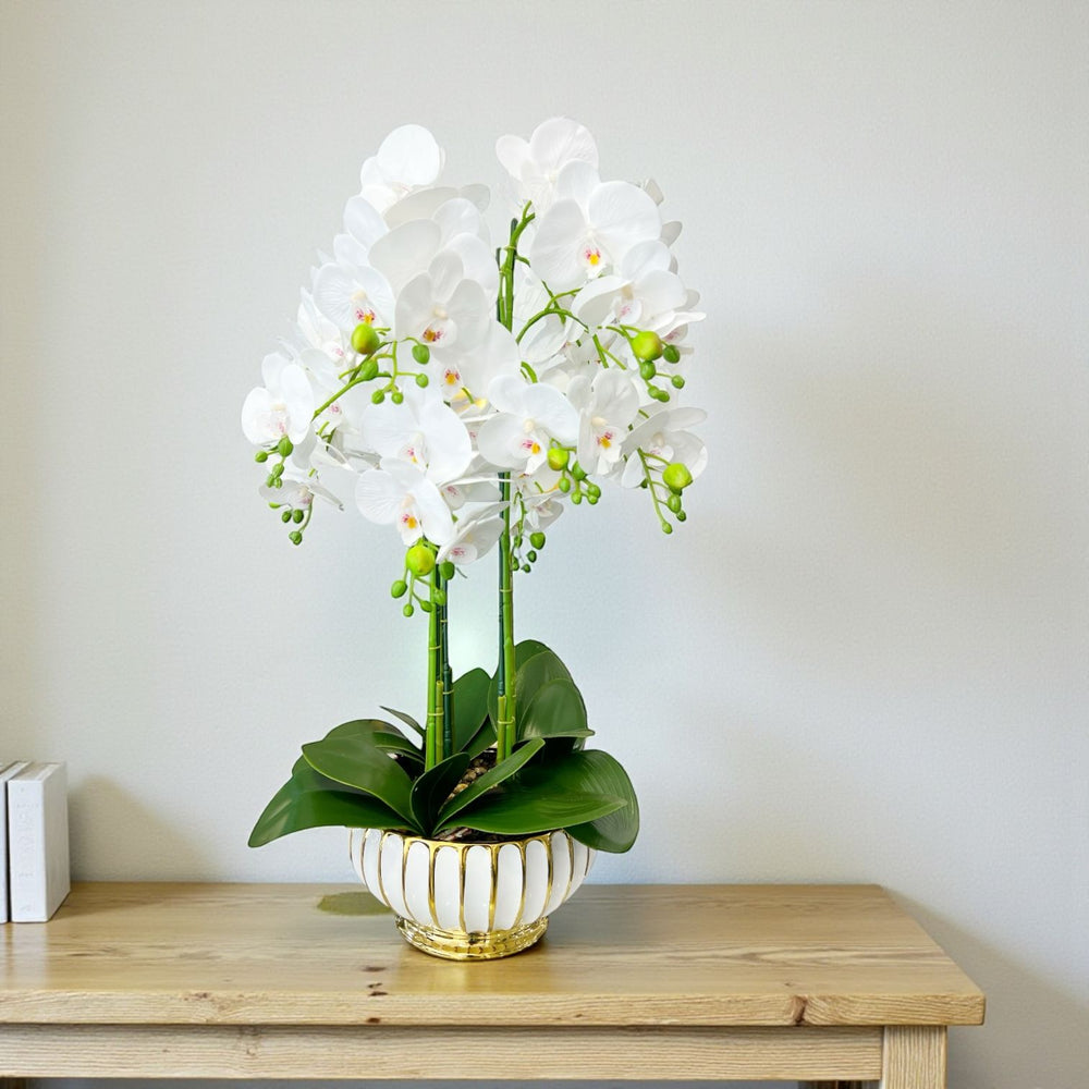 ORQUIDEA LUMA BLANCA A