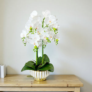 ORQUIDEA LUMA BLANCA A