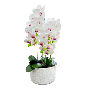 Orquidea Blanca Morado LLUVIA
