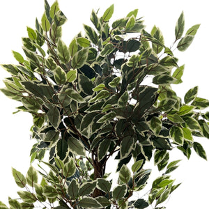 Planta Artifical Ficus Variegata