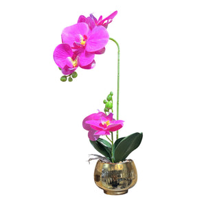 Orquidea Fucsia BRISA