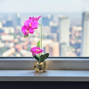 Orquidea Fucsia BRISA