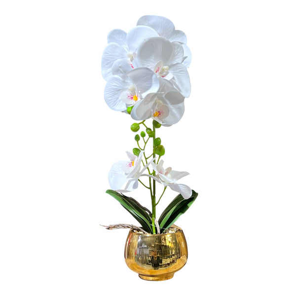 Orquidea Blanca BRISA