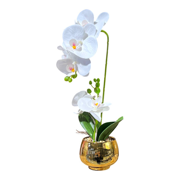 Orquidea Blanca BRISA