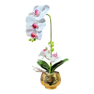 Orquidea Blanca Morada BRISA
