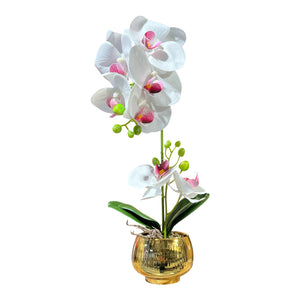 Orquidea Blanca Morada BRISA
