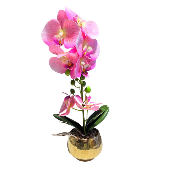 Orquidea Rosada BRISA