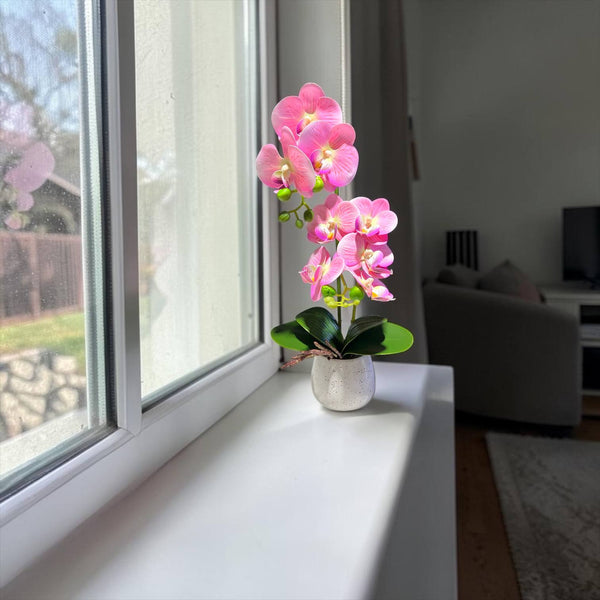 Orquidea Rosada ROCÍO