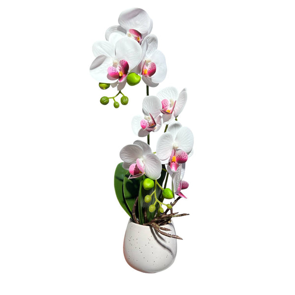 Orquidea Blaca Morada ROCÍO