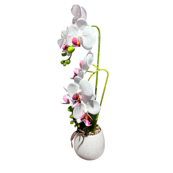 Orquidea Blaca Morada ROCÍO